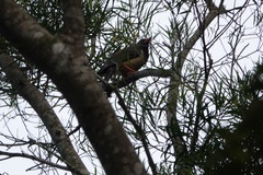 Urocissa erythroryncha