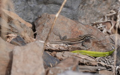 Gallotia caesaris gomerae