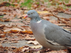 Columba palumbus