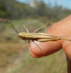 Euchorthippus elegantulus
