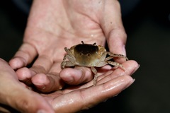 Geothelphusa bicolor