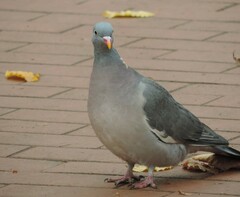 Columba palumbus