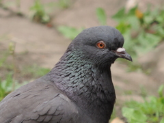 Columba livia domestica