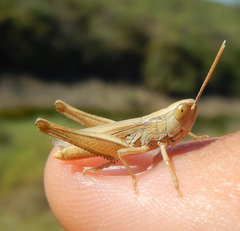Euchorthippus elegantulus