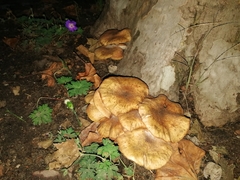 Fungi