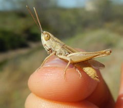Euchorthippus elegantulus