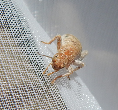 Arachnocephalus vestitus