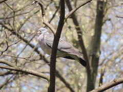 Columba palumbus