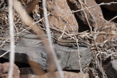 Gallotia caesaris gomerae
