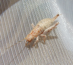 Arachnocephalus vestitus