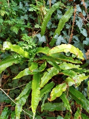 Asplenium scolopendrium scolopendrium