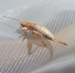 Arachnocephalus vestitus