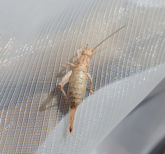 Arachnocephalus vestitus