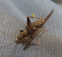 Arachnocephalus vestitus