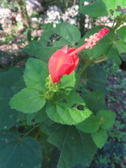 Malvaviscus arboreus drummondii