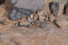 Oedipoda canariensis