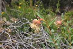Pimelea floribunda