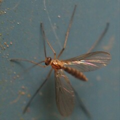 Keroplatidae