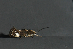 Mompha conturbatella