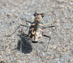 Cephalota circumdata leonschaeferi