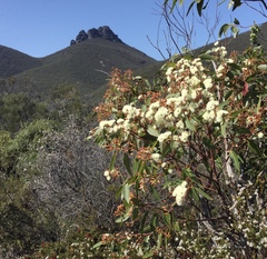 Eucalyptus leucoxylon