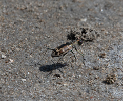 Cephalota circumdata leonschaeferi