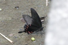 Papilio paris
