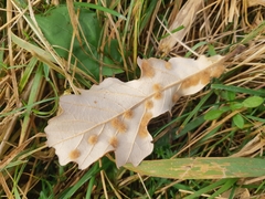 Neuroterus floccosus