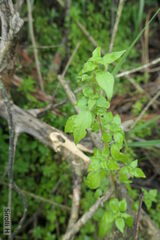 Parietaria debilis