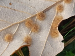 Neuroterus floccosus