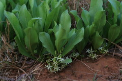 Pygmaeothamnus zeyheri