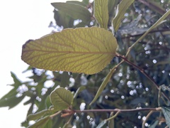 Viburnum rhytidophyllum
