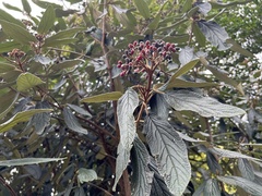 Viburnum rhytidophyllum