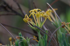 Lasiosiphon capitatus