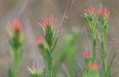 Acalypha caperonioides