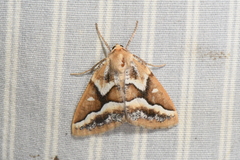 Caripeta angustiorata