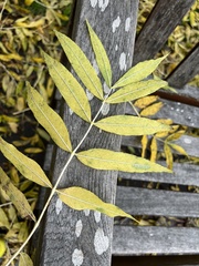 Fraxinus excelsior