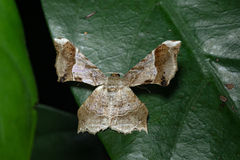 Krananda oliveomarginata