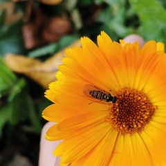 Episyrphus balteatus