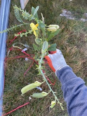 Crotalaria spectabilis