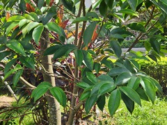 Diospyros crassiflora