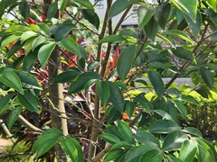 Diospyros crassiflora