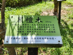 Diospyros crassiflora