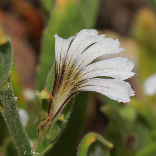 Scaevola hamiltonii, 2022-10-24
