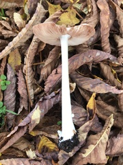 Volvopluteus gloiocephalus