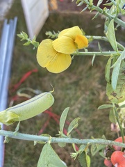 Crotalaria spectabilis