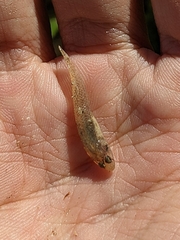 Rhinogobius candidianus