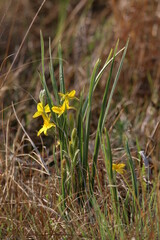 Hypoxis rigidula