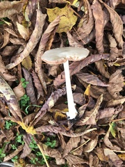 Volvopluteus gloiocephalus