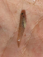 Rhinogobius candidianus